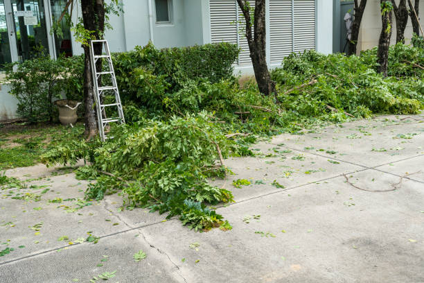 How Our Tree Care Process Works  in  Buna, TX