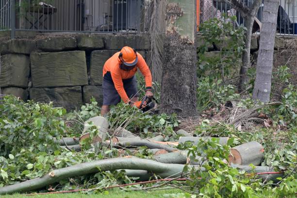 Best Hazardous Tree Removal  in Buna, TX