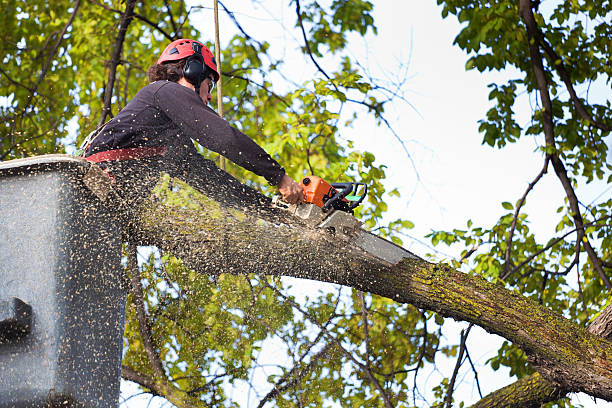 Best Palm Tree Trimming  in Buna, TX